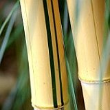 pour en savoir plus, veuillez cliquer ici