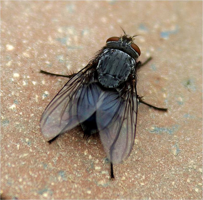 http://www.poterie.fr/albums/faune/slides/sarcophaga-carnaria-mouche%20noire.jpg