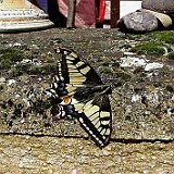 Papilio-machaon-schwalbenschwanz.jpg