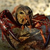 Procambarus-clarkii-ecrevice.jpg