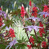 miscanthus-sinensis-cosmopolitan-et-ricin-rouge.jpg