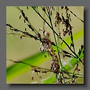 miscanthus-sinensis-fleur