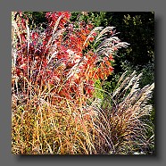 miscanthus-sinensis-grosse-fontaine3