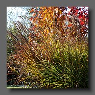 miscanthus-sinensis-grosse-fontaine5