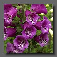 Digitalis purpurea