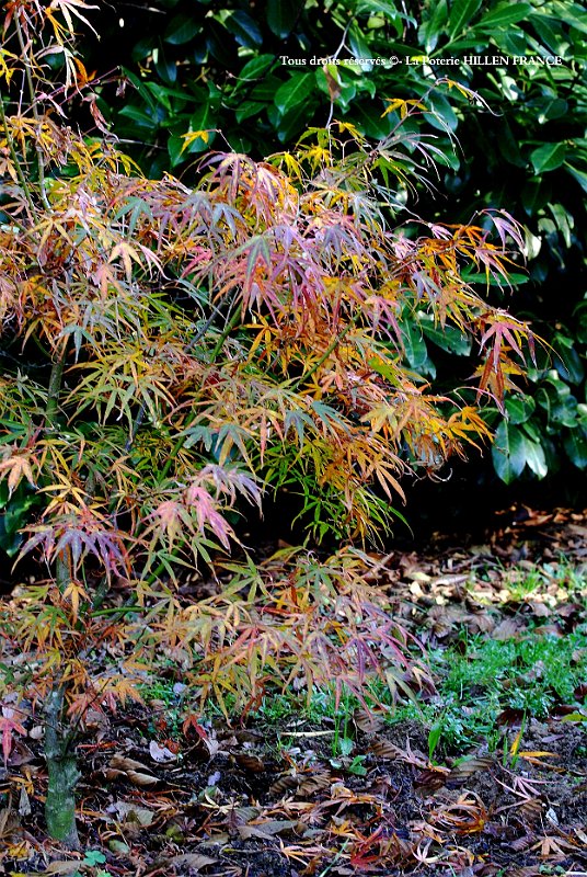 Acer palmatum Linearilobum