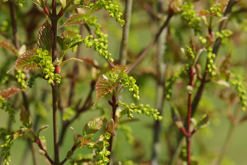 acer-davidii-fleurs-en-avril