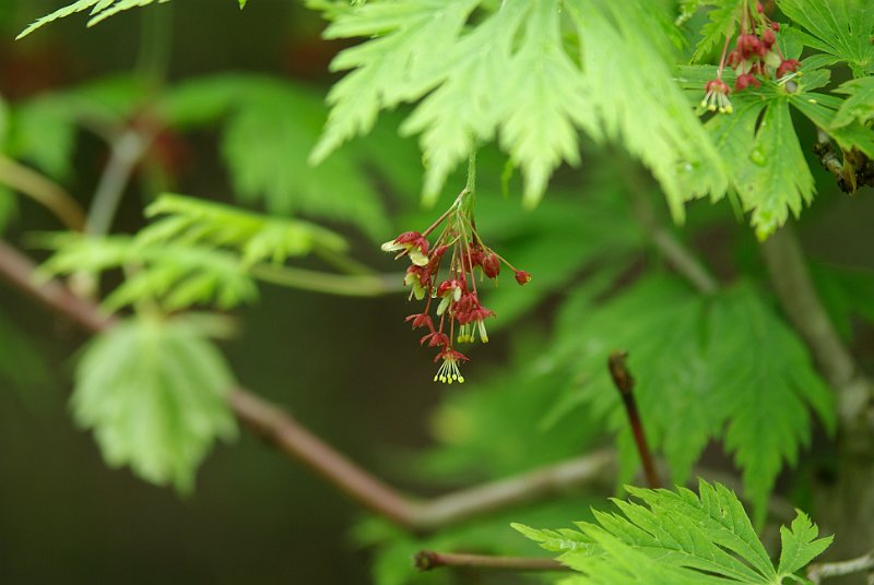 acer-japonicum-aconitifolium-en-avril