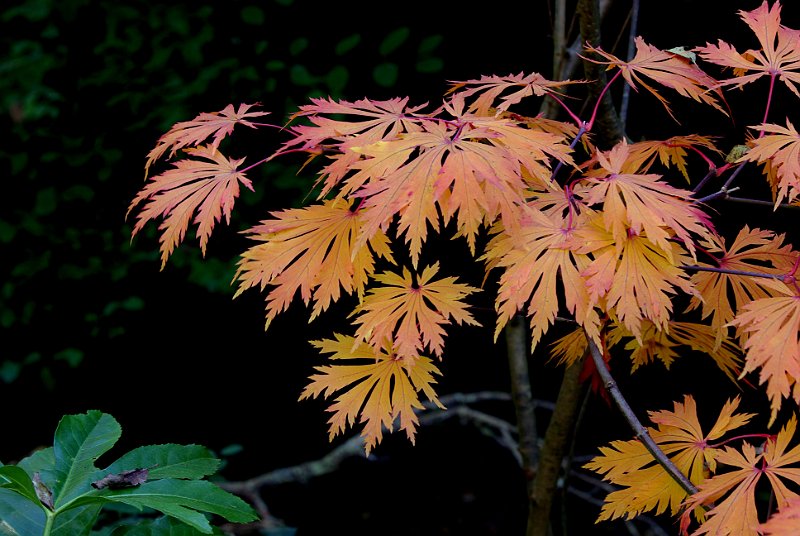 acer-japonicum-acontifolium