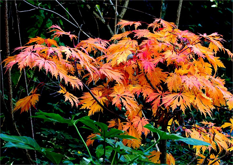 acer-japonicum-acontifolium2