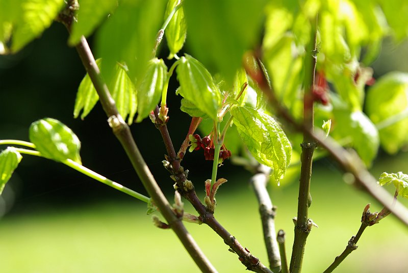 acer-japonicum-oh-ishami-en-avril