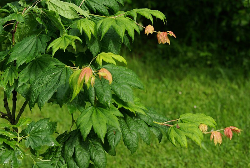 acer-japonicum-oh-ishami-en-mai