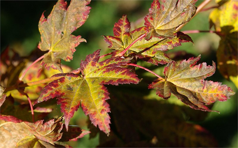 acer-japonicum-oh-ishami