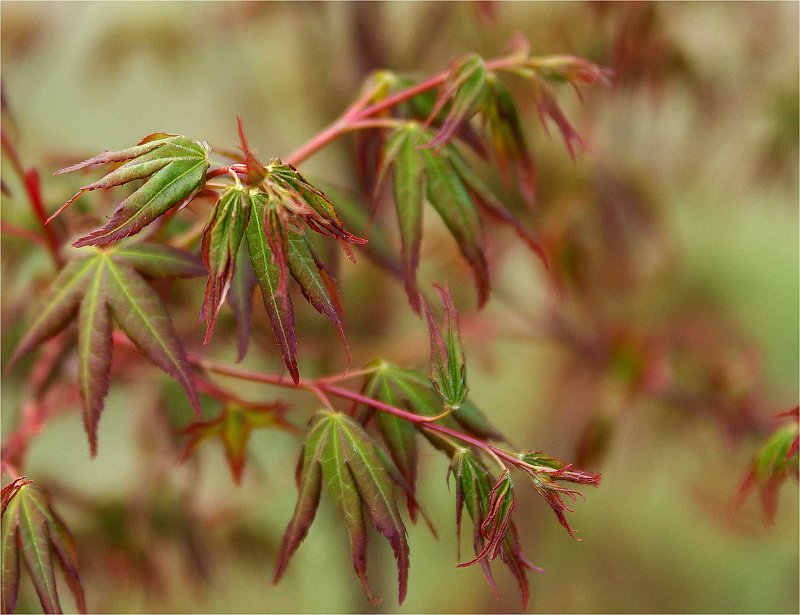 acer-palmatum-atrolineare-en-avril2