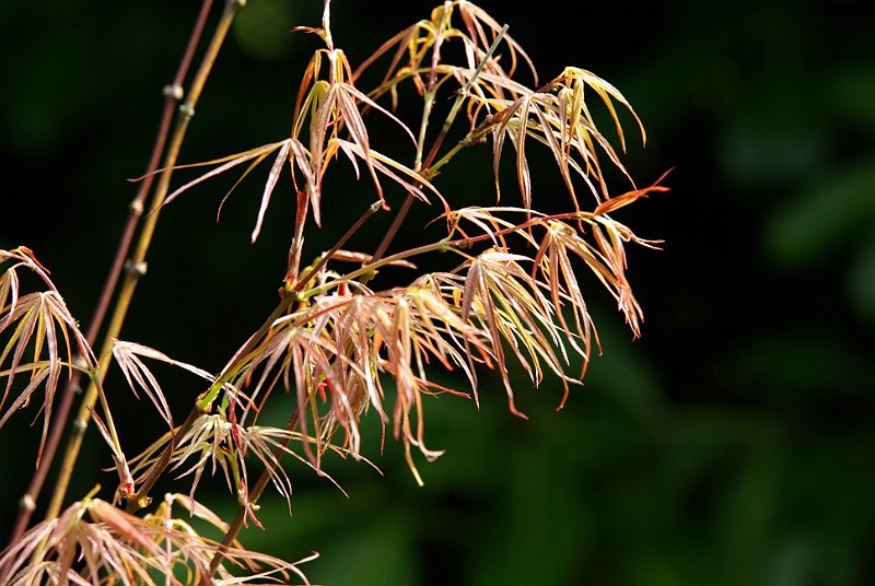 acer-palmatum-atrolineare-en-mai