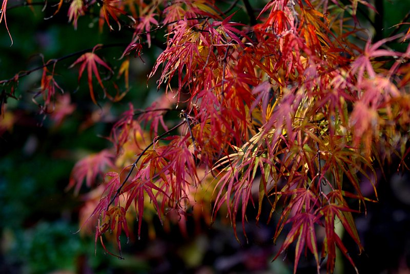 acer-palmatum-atrolineare-en-octobre