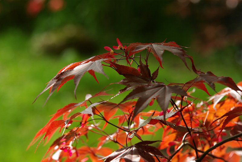 acer-palmatum-avec-graines-en-mai