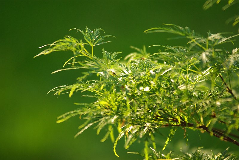 acer-palmatum-dissectum-palmatifidum-en-juin