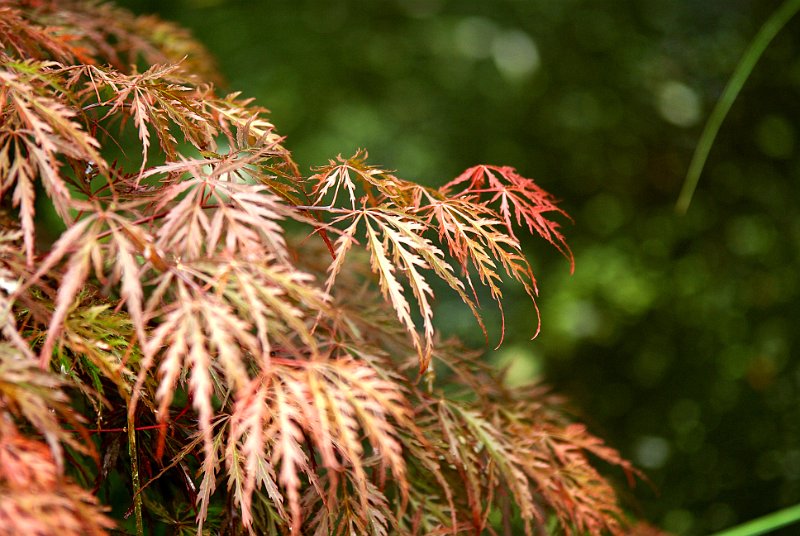 acer-palmatum-dissectum-seiryu-en-mai