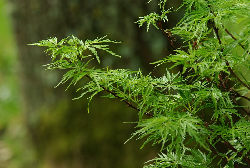 acer-palmatum-dissectum-seiryu-en-mi-mai