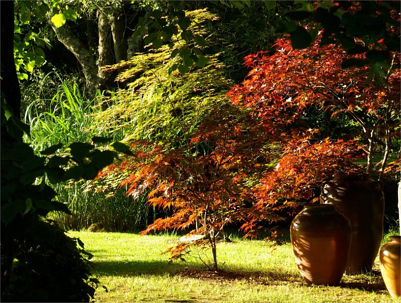 acer-palmatum-en-juin