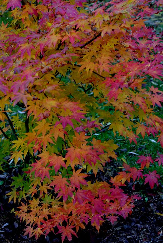 acer-palmatum-en-octobre