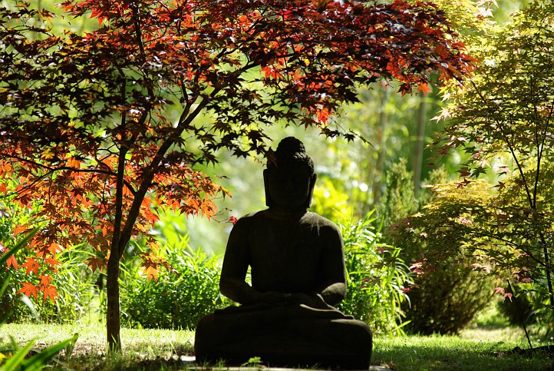 acer-palmatum-et-buddha-en-mai