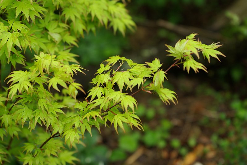 acer-palmatum-orange-dream-en-avril