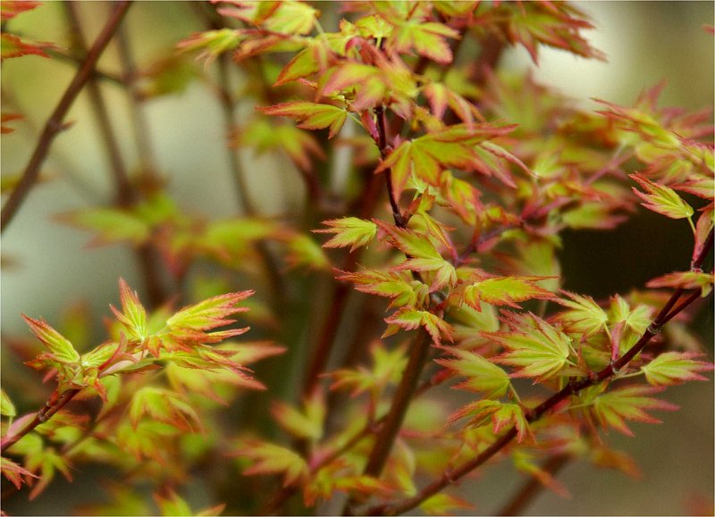 acer-palmatum-orange-dream-en-avril2