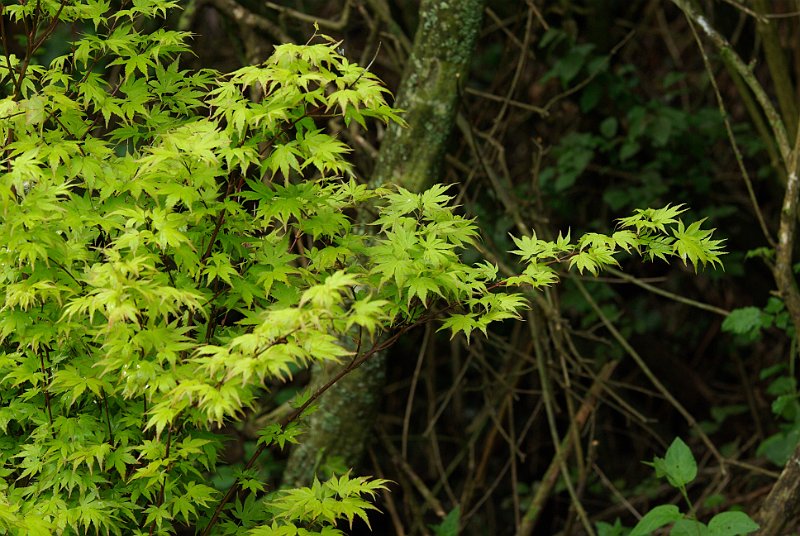 acer-palmatum-orange-dream-en-mai