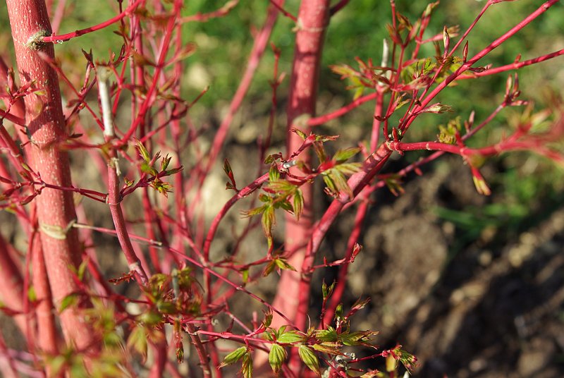 acer-palmatum-senkaki-en-avril