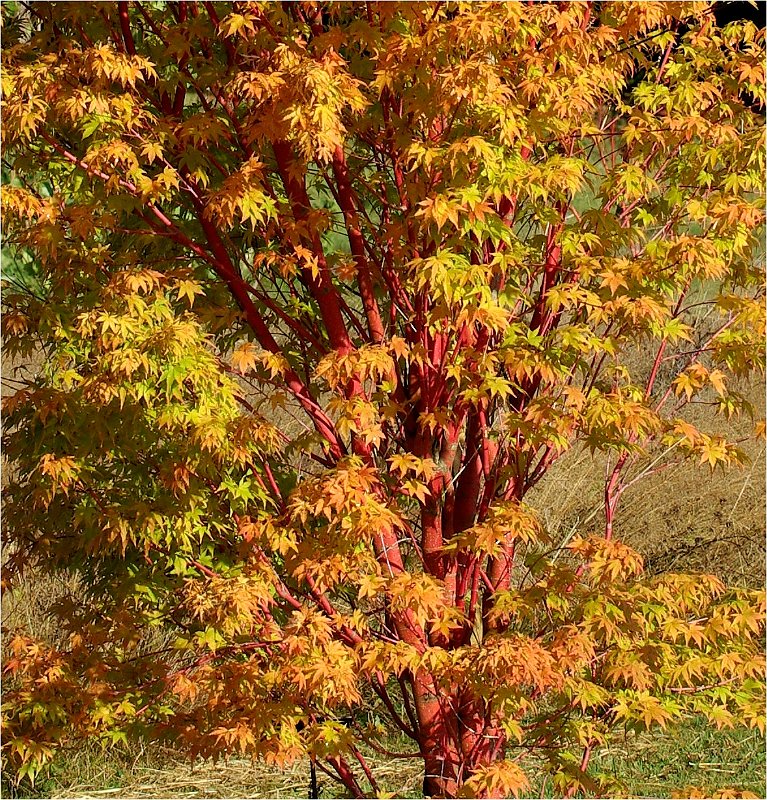 acer-palmatum-senkaki