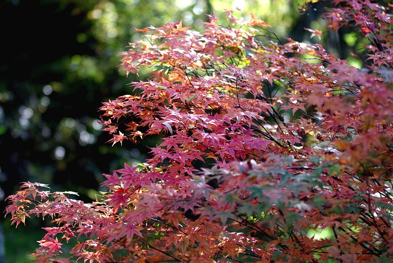 acer-palmatum-shaina