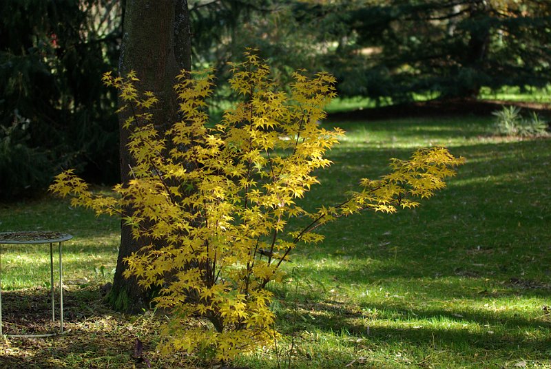 acer-palmatum-ukigumo