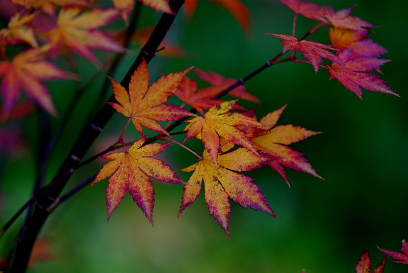 acer-palmatum2-en-octobre