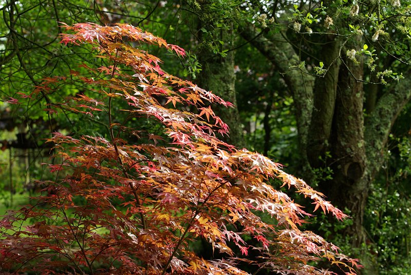 acer-palmatum4-en-mai