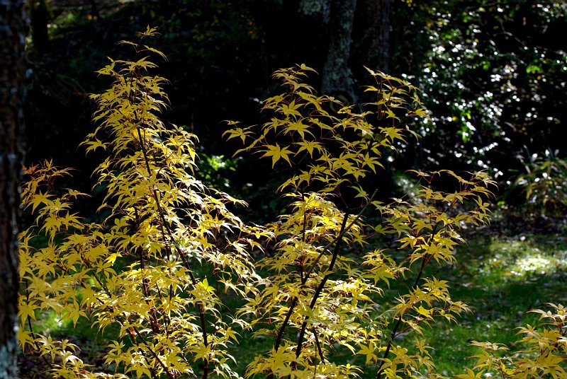 acer-palmatum4-en-octobre