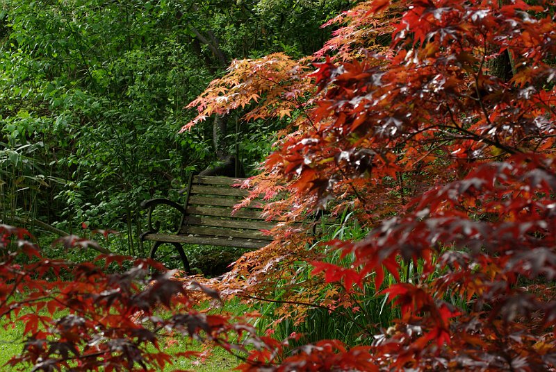 acer-palmatum5-en-mai