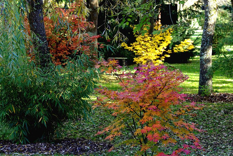 fargesia-acer-palmatum