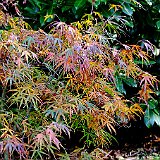 Acer_palmatum_Linearilobum.jpg