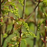 acer-davidii-fleurs-en-avril.JPG