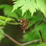 acer-japonicum-aconitifolium-en-avril.JPG