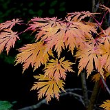 acer-japonicum-acontifolium.jpg