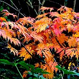 acer-japonicum-acontifolium2.jpg