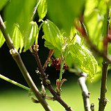 acer-japonicum-oh-ishami-en-avril.JPG