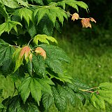 acer-japonicum-oh-ishami-en-mai.JPG