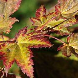 acer-japonicum-oh-ishami.jpg