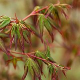 acer-palmatum-atrolineare-en-avril2.jpg