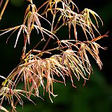 acer-palmatum-atrolineare-en-mai.JPG