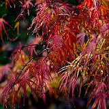 acer-palmatum-atrolineare-en-octobre.jpg